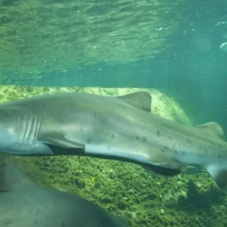 Au Jardin De La Basilique * בולון-סור-מאר
