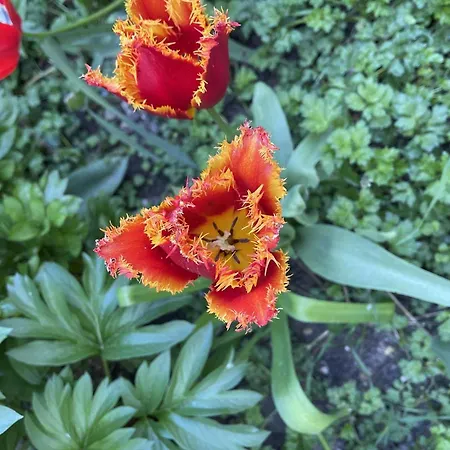 Au Jardin De La Basilique דירה