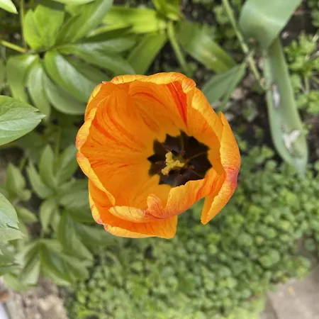 Au Jardin De La Basilique Boulogne-sur-Mer
