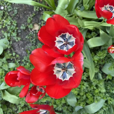 Au Jardin De La Basilique *